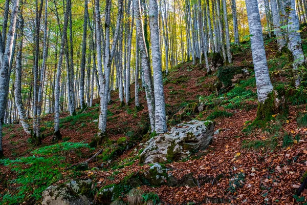 Ліс Іраті Горах Піренеїв Наваррі Іспанія Дивовижний Буковий Ліс Жовтні — стокове фото