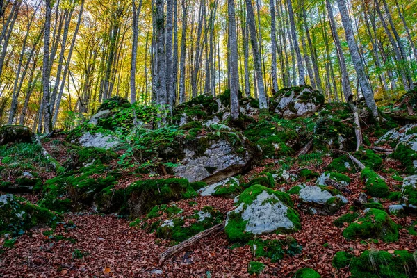 Forêt Irati Dans Les Pyrénées Navarre Espagne Une Forêt Hêtres — Photo