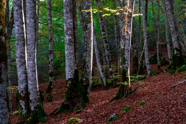 Лес Ирати Горах Пьес Наварре Испания Впечатляющий Буковый Лес Октябре — стоковое фото