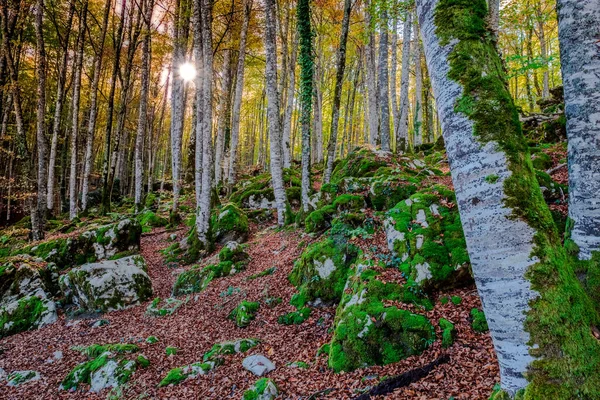 Ліс Іраті Горах Піренеїв Наваррі Іспанія Дивовижний Буковий Ліс Жовтні — стокове фото