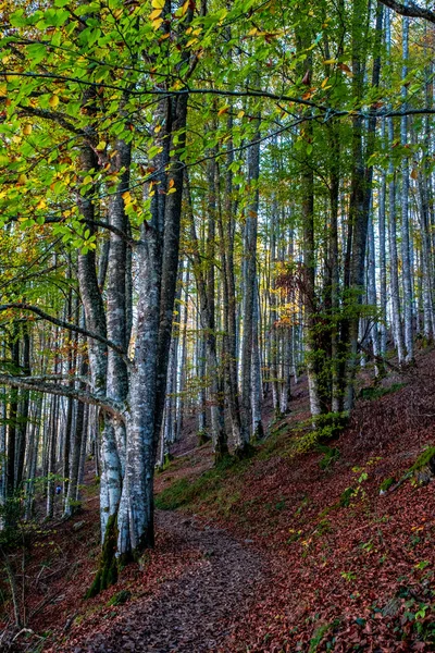Irati Ormanı, Navarra Pireneler Dağları, İspanya, Ekim ayında muhteşem bir kayın ormanı.