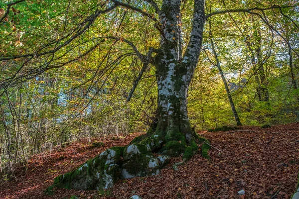 Forêt Irati Dans Les Pyrénées Navarre Espagne Une Forêt Hêtres — Photo