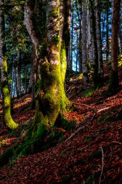 Irati Ormanı, Navarra Pireneler Dağları, İspanya, Ekim ayında muhteşem bir kayın ormanı.