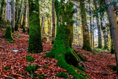 Irati Ormanı, Navarra Pireneler Dağları, İspanya, Ekim ayında muhteşem bir kayın ormanı.