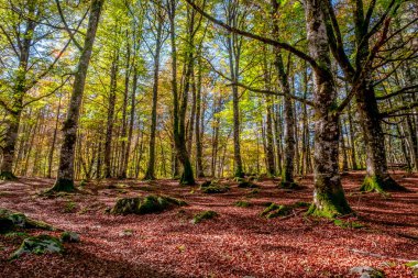 Irati Ormanı, Navarra Pireneler Dağları, İspanya, Ekim ayında muhteşem bir kayın ormanı.