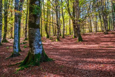 Irati Ormanı, Navarra Pireneler Dağları, İspanya, Ekim ayında muhteşem bir kayın ormanı.