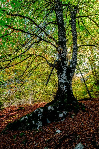 Forêt Irati Dans Les Pyrénées Navarre Espagne Une Forêt Hêtres — Photo
