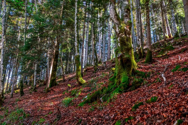 Irati Ormanı, Navarra Pireneler Dağları, İspanya, Ekim ayında muhteşem bir kayın ormanı.