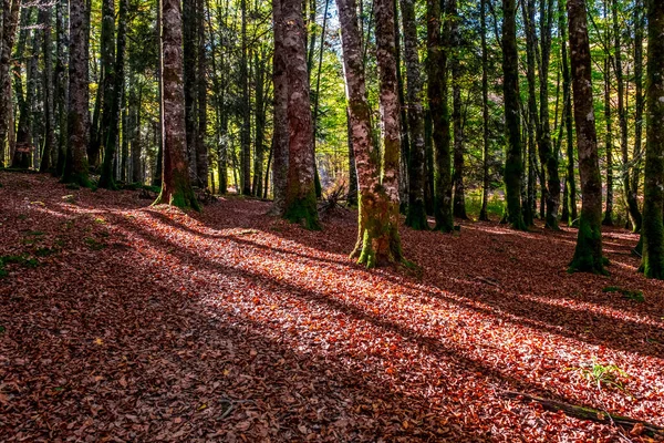 Las Irati Górach Pirenejów Nawarry Hiszpanii Spektakularny Las Bukowy Październiku — Zdjęcie stockowe