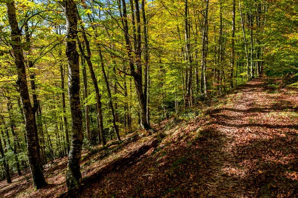 Las Irati Górach Pirenejów Nawarry Hiszpanii Spektakularny Las Bukowy Październiku — Zdjęcie stockowe