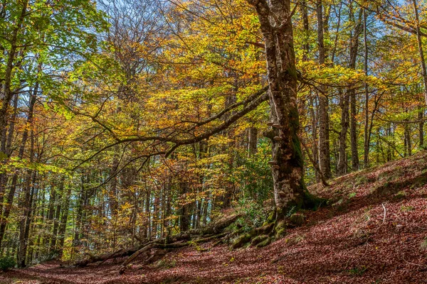 Irati Ormanı, Navarra Pireneler Dağları, İspanya, Ekim ayında muhteşem bir kayın ormanı.