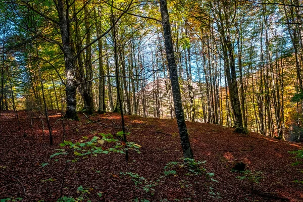 Irati Forest Pyrenees Mountains Navarra Spain Spectacular Beech Forest Month Stock Picture