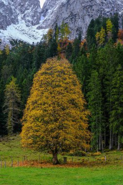 Avusturya 'daki Gosausee Gölü' nün yanında.