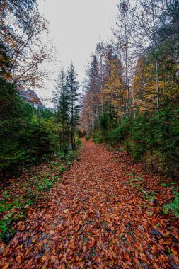 Avusturya 'daki Kalkalpen Ulusal Parkı manzaraları