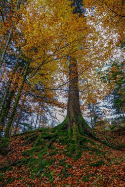 Avusturya 'daki Kalkalpen Ulusal Parkı manzaraları