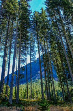 Avusturya 'daki Krimmml şelalelerini çevreleyen bölge.