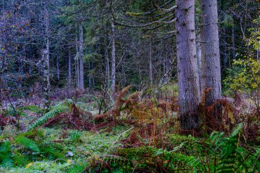 Avusturya 'daki Krimmml şelalelerini çevreleyen bölge.