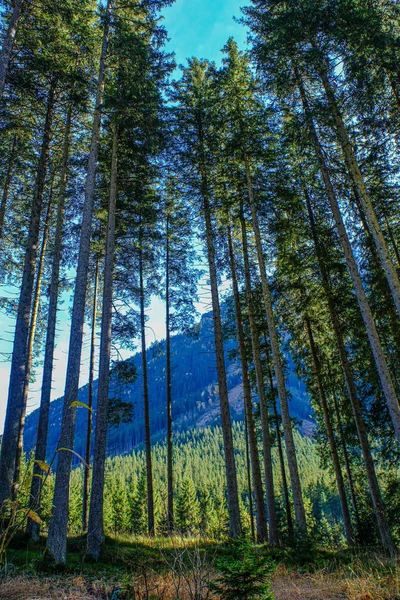 Avusturya 'daki Krimmml şelalelerini çevreleyen bölge.