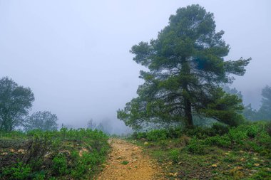 Mariola 'nın Alfafara, Alicante, İspanya' daki kampından Bolumini mağarasına giderken..