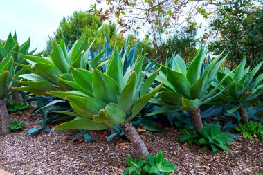 Bahçe bahçesinde yetişen yemyeşil tarlalar ve çevreleyen yeşillikler. Doğal açık hava sahneleri tropikal ve Akdeniz bitki örtüsü, sürdürülebilir peyzaj ve gün ışığında canlı yeşil dokular sergiliyor..