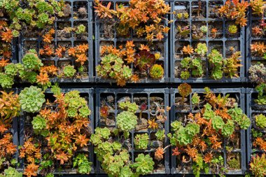 Siyah çocuk odası tepsilerinde büyüyen çeşitli sulu yiyeceklerin yukarıdan aşağı görüntüsü, ızgara deseninde sıralanmış yeşil ve turuncu roketler. Canlı botanik doku bahçe, bitki bakımı, sürdürülebilirlik ve geçmiş kullanımı için idealdir..