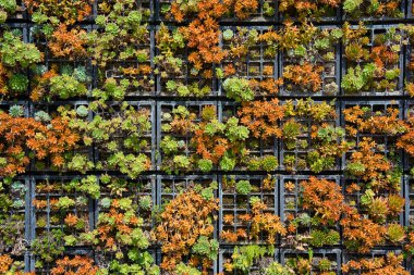 Modüler ızgara ekici sisteminde büyüyen çeşitli sulu bitkilerin yukarıdan aşağı görüntüsü. Renkli yeşil ve turuncu çizgiler yoğun bir duvar dokusu oluşturur, eko tasarımı, kentsel bahçe düzenlemesi ve sürdürülebilir peyzaj kavramları için idealdir..
