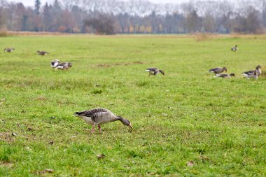 Sonbaharda yeşil bir çayırda otlayan yabani kaz sürüsü. Açık bir alanda arka planda ağaçlarla beslenen kuşlar. Vahşi yaşam kavramı, doğa, kırsal kesim.