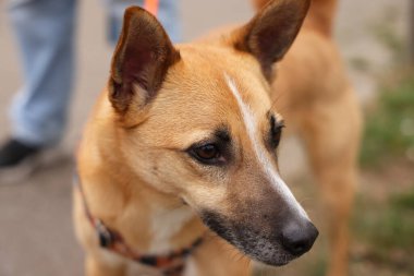 Kahverengi renkli melez bir köpeğin yakından çekilmiş portresi dikkatli gözlerle, yürüyüş sırasında açık havada çekilmiş. Doğal ışık, sığ alan derinliği ve yumuşak arkaplan. Evcil hayvan, hayvan bakımı, sadakat, arkadaşlık ve bir köpekle günlük yaşam kavramı..