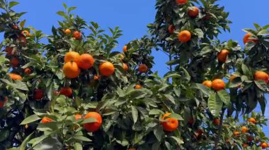 Açık mavi gökyüzüne karşı narenciye ağaçlarında yetişen olgun portakallar. Yeşil yapraklı taze organik meyve, canlı renkler, ve doğal güneş ışığı, hasat, tarım ve sağlıklı besinleri simgeliyor..