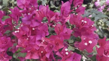 Pembe bougainvillea çiçeği arka planında canlı mor yapraklar ve yeşil yapraklar var. Tropik çiçek dokusu, yaz için doğal duvar kağıdı, bahçe, doğa ve botanik tasarım..