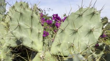 Kalp şeklinde kaktüs pedleri ve doğal ışıkta keskin dikenler. Aşkın ve acının, korunmanın ve kırılganlığın sembolü. Çöl santraline yakın, dayanıklılık konsepti, doğa metaforu, asgari arkaplan, botanik detay.