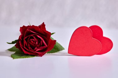 Beyaz bir yüzeyde iki kırmızı kalbin yanında tek bir kırmızı gül. Romantik hayat aşkı, sevgiyi ve sevgililer günü konseptini simgeler. Yumuşak ışık ve kopyalama alanı ile..