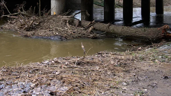 Büyük bir ağaç ve enkaz, sel sonrası çamurlu nehirdeki köprü sütunlarının altında birikmiş. Kentsel çevrede yüksek su seviyesi ve fırtına hasarı.