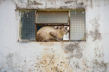 Terk edilmiş evin penceresindeki kedi. Goiania şehrindeki bir mezarlıkta terk edilmiş kedi..