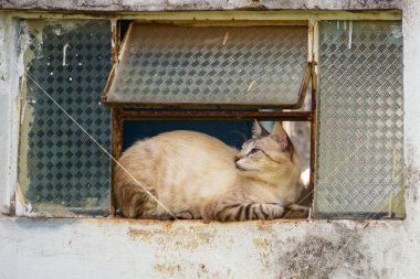 Terk edilmiş evin penceresindeki kedi. Goiania şehrindeki bir mezarlıkta terk edilmiş kedi..