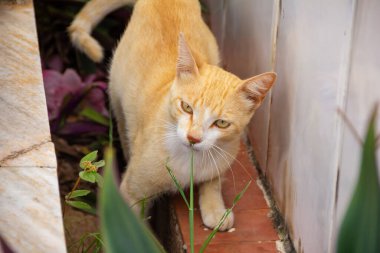  Goiania şehrindeki bir mezarlıkta terk edilmiş kedi..