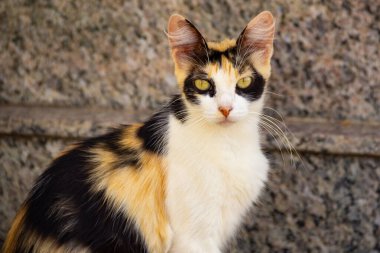  Kedi mezarda oturuyor. Goiania şehrindeki bir mezarlıkta terk edilmiş kedi..