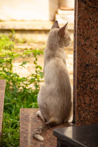 Eine Katze Sitzt Auf Einem Grab Auf Einem Friedhof Verlassene — Stockfoto