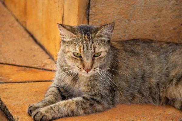 猫躺在坟墓上 在Goiania市的一个公墓里被遗弃的猫 — 图库照片