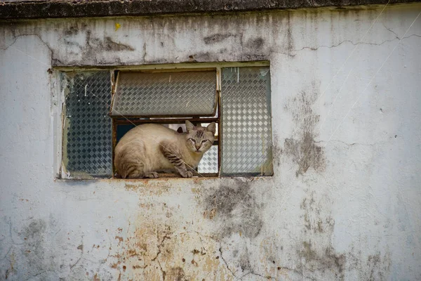 猫在废弃房屋的窗户里 在Goiania市的一个公墓里被遗弃的猫 — 图库照片