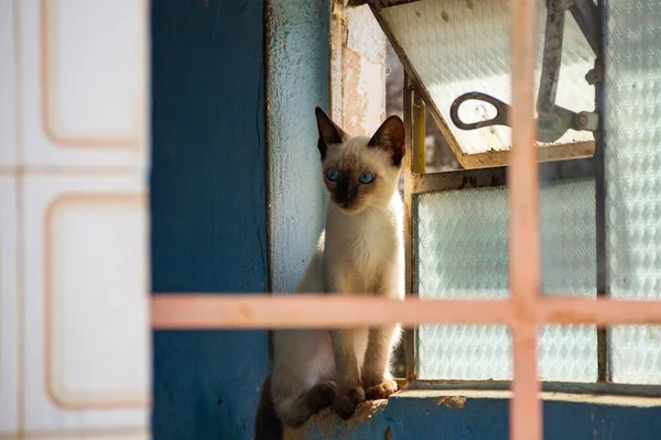 放棄された家の窓の猫 ゴイアニア市の墓地に捨てられた猫 — ストック写真