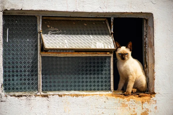 放棄された家の窓の猫 ゴイアニア市の墓地に捨てられた猫 — ストック写真