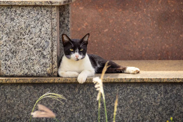 猫躺在坟墓上 在Goiania市的一个公墓里被遗弃的猫 — 图库照片
