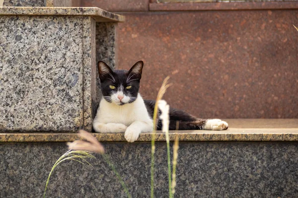 Katt Liggande Grav Övergiven Katt Kyrkogård Staden Goiania — Stockfoto