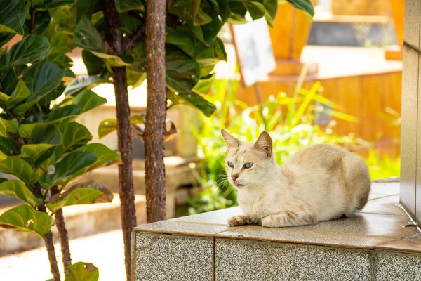 Γάτα Ξαπλωμένη Τάφο Εγκαταλελειμμένη Γάτα Νεκροταφείο Στην Πόλη Goiania — Φωτογραφία Αρχείου