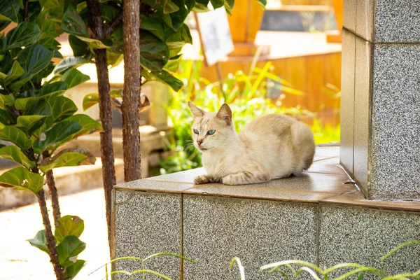 猫躺在坟墓上 在Goiania市的一个公墓里被遗弃的猫 — 图库照片