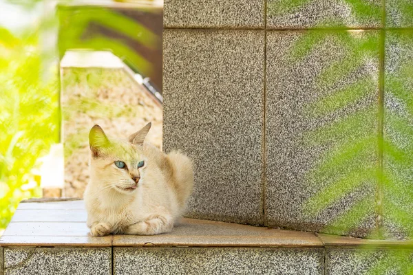 Γάτα Ξαπλωμένη Τάφο Εγκαταλελειμμένη Γάτα Νεκροταφείο Στην Πόλη Goiania — Φωτογραφία Αρχείου