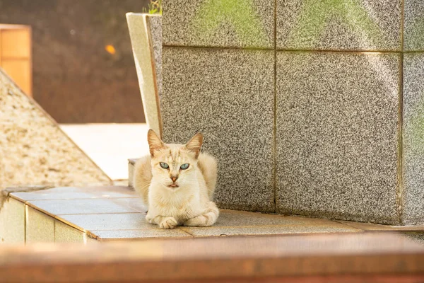 Gato Acostado Una Tumba Gato Abandonado Cementerio Ciudad Goiania — Foto de Stock