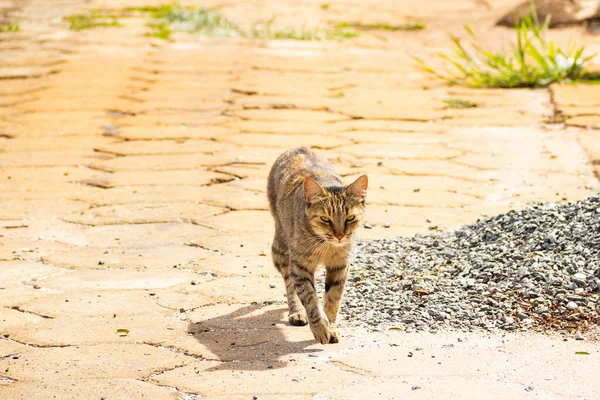 Cat walking. Abandoned cat in a cemetery in the city of Goiania.