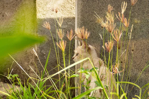 Katt Mitt Gräset Övergiven Katt Kyrkogård Staden Goiania — Stockfoto